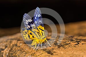 Dysphania militaris moth