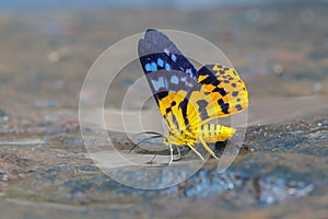 Dysphania militaris moth