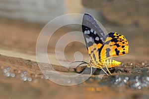 Dysphania militaris moth