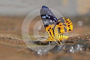 Dysphania militaris moth