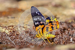 Dysphania militaris moth