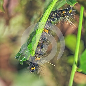 Dysschema caterpillar upside down on a leaf