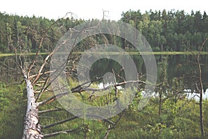 dystrophic lake in the middle of forest