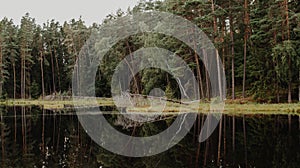 dystrophic lake in the middle of forest