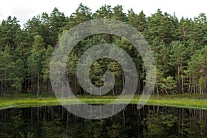 dystrophic lake in the middle of forest