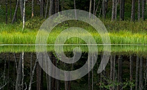 dystrophic lake in the middle of forest