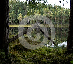 dystrophic lake in the middle of forest
