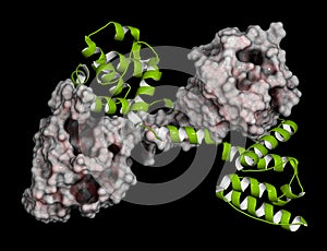 Dystrophin muscle protein domain (N-terminal actin binding domain). Defects cause Duchenne muscular dystrophy (DMD