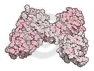 Dystrophin muscle protein domain (N-terminal actin binding domain). Defects cause Duchenne muscular dystrophy (DMD