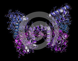 Dystrophin muscle protein domain (N-terminal actin binding domain). Defects cause Duchenne muscular dystrophy (DMD