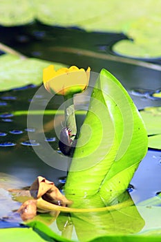 Dytiscidae on the flower of Nuphar lutea