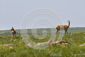 Dzeren or Mongolian gazelle on green grass. Zabaykalsky Krai.