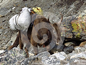 Dzo carring goods towards Everest Base Camp