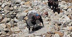 Dzo, crossbreed between a nepalese cow and yak, transporting goods