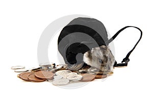 Dzungarian hamster and czech coins