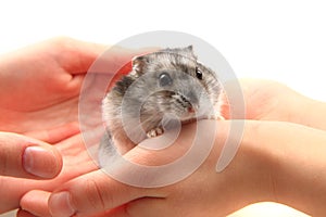 Dzungarian hamster in human hands