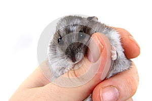 Dzungarian hamster in human hands