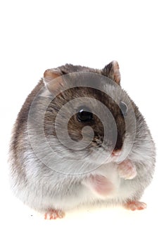 Dzungarian hamster isolated