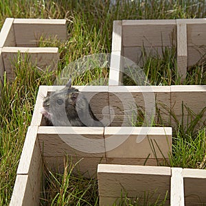 The Dzungarian hamster is looking for a way out in a maze on the green grass.