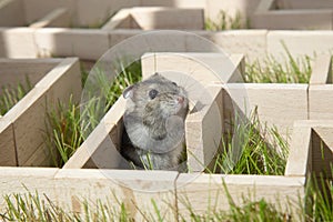 The Dzungarian hamster is looking for a way out in a maze on the green grass.