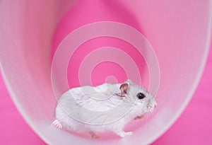 Dzungarian hamster in a wheel on a pink background