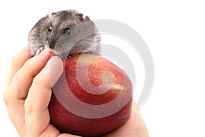 Dzungarian mouse and apple