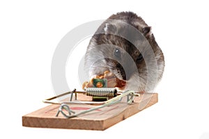 Dzungarian mouse in the mousetrap