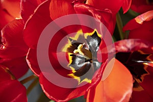 Tulipe photo