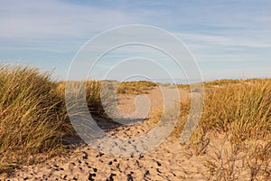 Sandy path leading through marram grass at Sylt