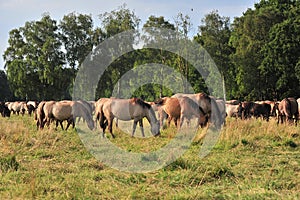 DÃ¼lmener wild horses