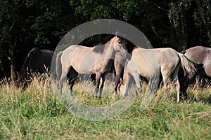 DÃ¼lmener wild horses