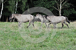 DÃ¼lmener wild horses