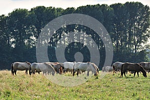 DÃ¼lmener wild horses