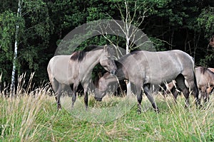 DÃ¼lmener wild horses