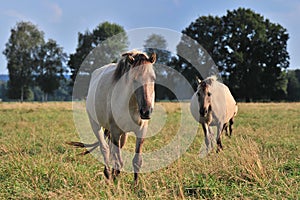 DÃ¼lmener wild horses