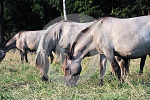 DÃ¼lmener wild horses