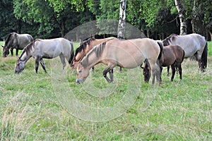 DÃ¼lmener wild horses