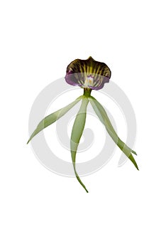 E.cochleata orchid flower