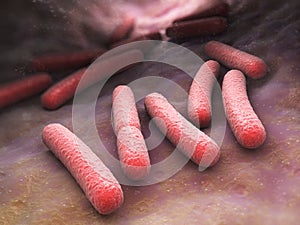 E. coli