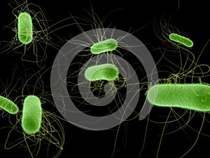 E.coli bacteria photo