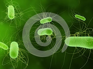 E.coli bacteria photo