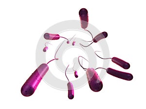 E-coli bacteria photo