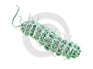 E coli Bacteria. flagellate rods type category.