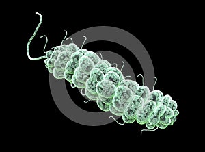 E coli Bacteria. flagellate rods type category.