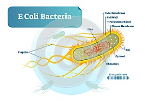 E Coli bacteria micro biological vector illustration cross section labeled diagram. Medical research information poster.