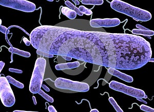E coli Bacteria. vibrios type category. photo
