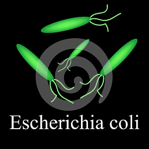 E. coli. Diseases causing E. coli. Infographics. Vector illustration