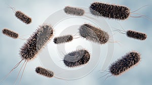 E. coli distribution at the microscopic level