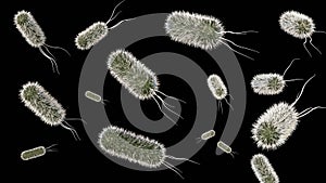 E. coli distribution at the microscopic level