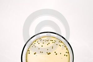 E.coli Escherichia bacteria in Petri dish with yellow agar